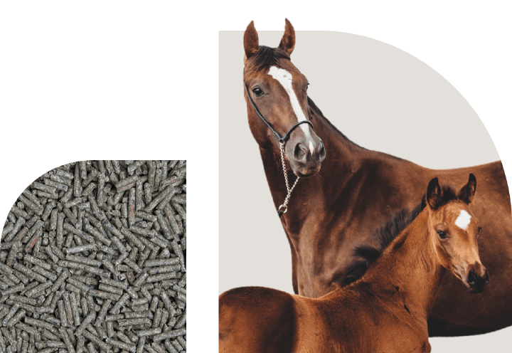 bild hoeveler sortiment pferdefutter zucht bild hoeveler sortiment pferdefutter zucht